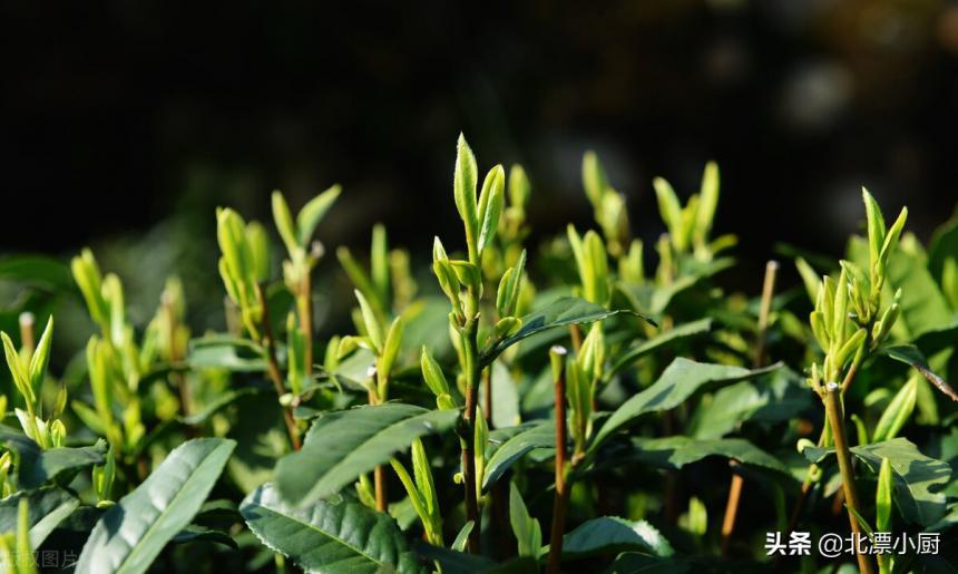 “明前茶”和“明后茶”有啥区别？哪种茶更好？